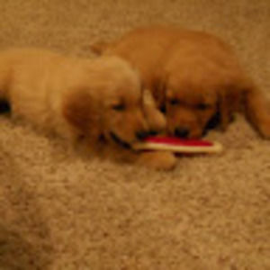 Meet your Posher, Kenzie